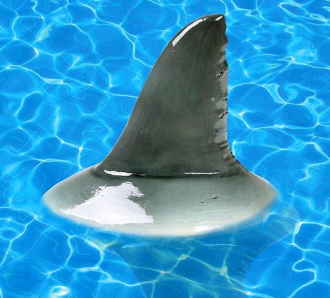 Shark Fin Pool Float Shark Pool, Hogwarts Houses Crests, Cool Sharks, Luxury Swimming Pools, Shark Birthday Party, Shark Themed, Pool Rooms, Shark Fin, Shark Party