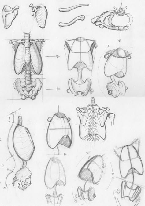 Anatomy Resources, Drawing Male Anatomy, Drawing The Human Head, Human Skeleton Anatomy, Art Anatomy, Skeleton Anatomy, Skull Sketch, Human Body Drawing, Skeleton Drawings