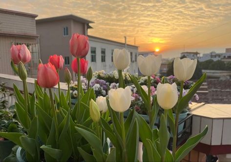 Tulip Flower Aesthetic Wallpaper Laptop, Aesthetic Pictures Pc Wallpaper, Tulips Desktop Wallpaper Hd 1080p Aesthetic, White Tulips Desktop Wallpaper, Tulips Desktop Wallpaper Hd 1080p, Flower Aesthetic Laptop Wallpaper, Tulips Aesthetic Wallpaper Laptop, Tulips Keyboard Wallpaper, Tulips Desktop Wallpaper Hd 1080p Laptop