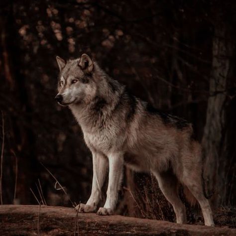 Brown Wolf Aesthetic, Wolf Pack Aesthetic, Twilight Wolf Pack, Brown Wolf, Wolf Aesthetic, Wolf Poses, Werewolf Stories, Twilight Wolf, Werewolf Aesthetic