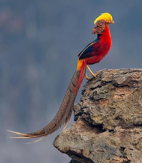 Golden pheasant by ©Khalid Sharif . . #your_best_birds #bestbirdshots #best_birds_of_world #bird_brilliance #elite_worldwide_birds… Golden Pheasant, Most Beautiful Birds, Amazing Birds, Rare Birds, Funny Birds, Colorful Bird, Bird Pictures, Khalid, Exotic Birds