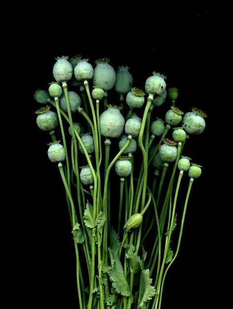 Poppy Pods, Poppy Seed, Floral Theme, Seed Pods, Green Flowers, Beautiful Day, Floral Art, Bend, Photo Art