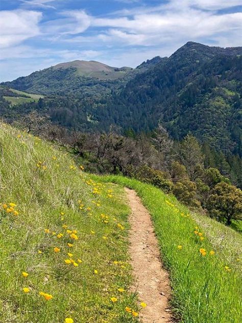 Hiking In Sonoma County, Sonoma County Aesthetic, Shelf Painting, Napa Valley Vacation, Coast Redwood, California Life, Hiking Ideas, California Hikes, Sonoma County California