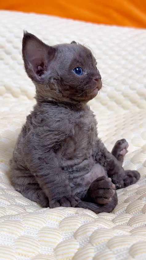 Sphynx loving | So cute | Instagram Syphnx Cats, Sphynx Cats, Sphynx Kittens, Dobby Cat, Korat Cat, Cute Hairless Cat, Devon Rex Cats, Rex Cat, Söt Katt