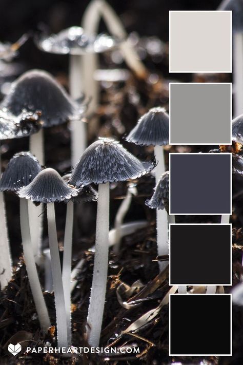 Close up photo of gray mushrooms growing out of the dirt, with a color palette design overlay. Cool Color Combos, Dark Gray Colour Palette, Darker Color Palette, Macabre Color Palette, Dark Muted Color Palette, Black Color Palettes, Modern Gothic Color Palette, Witchy Colour Palette, Dark Color Schemes