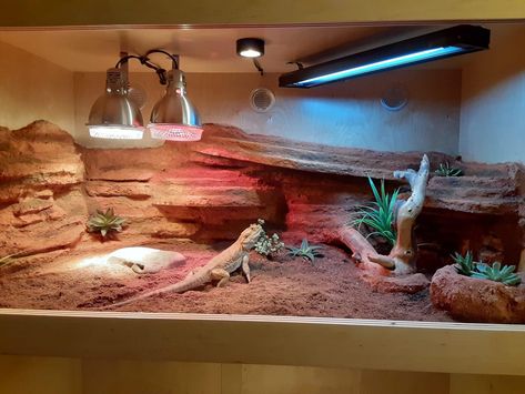 Blue Iverson, Custom Bearded Dragon Enclosure, Bearded Dragon Bioactive Vivarium, Desert Terrarium Bearded Dragon, Bearded Dragon Enclosure Ideas 4x2x2, Bearded Dragon Enclosure Ideas, Bearded Dragon Tank Decor, Spotted Gecko, Beard Dragon Terrarium