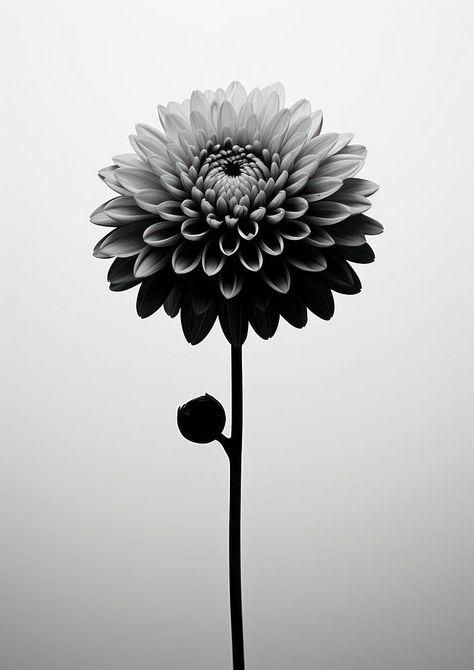 Aesthetic Photography of black flower dahlia petal plant. | premium image by rawpixel.com / Ake Black Dalia, Flower Dahlia, Black Dahlia, Plant Aesthetic, Of Aesthetic, Dahlia Flower, Black Flower, Flower Plant, Tattoo Idea