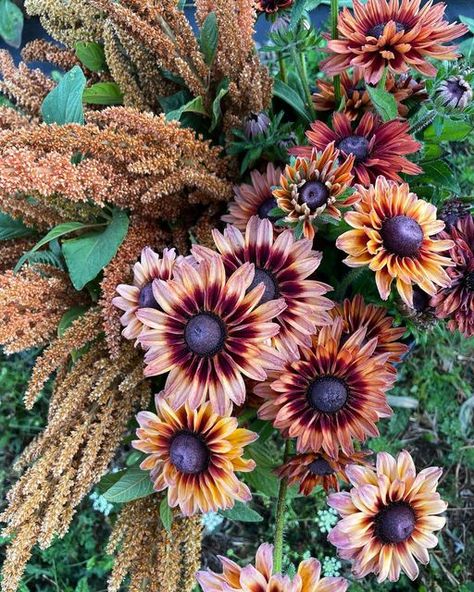 Jen | Flower Farmer & Blogger on Instagram: "It feels like fall this morning! Mornings are getting colder and there’s so much dew in the early morning. I thought it was only fitting to harvest these hot biscuit amaranth and Sahara Rudbeckia. Is it feeling like fall where you live? . . . #fallflowers #rudbeckia #amaranth #localflowers #mycountrygarden #gardenlover #oregonflowerfarm #homeandgardenig #pnwflowers #seasonalflowers #showmeyourgarden #mygardenthismonth #zone7b #cutflowers #grownfromsee Dahlia Flower Garden, Pnw Garden, Fall Flowers Garden, Feels Like Fall, Sunflower Arrangements, Victoria Magazine, Flower Farmer, Cut Flower Garden, Family Garden