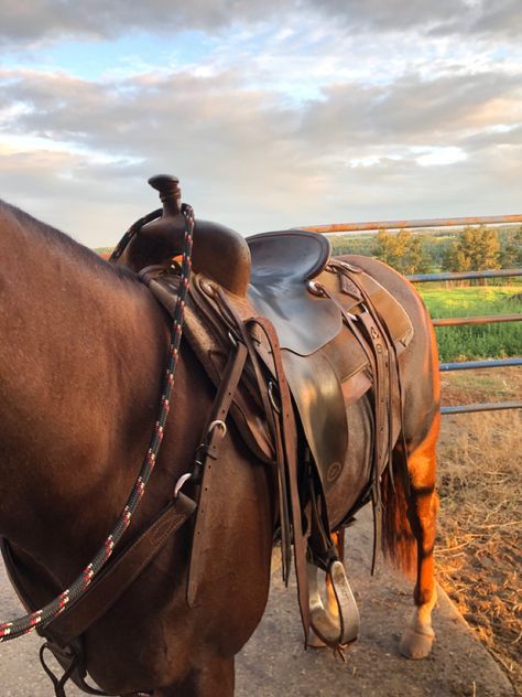 Ig: _milada._ 
#aesthetic #horses #horse #horseriding #cowboy #cowgirl #cowgirlstyle #country #countryside #western Cowgirl Aesthetic Horse, Female Rancher Aesthetic, Western Rider Aesthetic, Equestrian Aesthetic Western, Horse Western Aesthetic, Brown Country Aesthetic, Western Horse Tack Aesthetic, Southern Cowgirl Aesthetic, Western Ranch Aesthetic