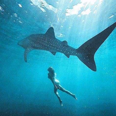 2021 Travel Guide: Whale Shark Watching in Oslob | Sugbo.ph - Cebu Cebu Whale Sharks, Oslob Cebu Whale Sharks, Whale Shark Diving, Oslob Cebu, Shark Activities, Tattoos Animals, Shark Painting, Shark Whale, Leopard Shark