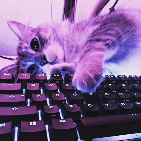 Gamer Cat, Setup Gaming, Cat Obsession, Pet Kitten, Funny Cute Cats, Animal Jokes, Cat Playing, Cute Cats And Dogs, Baby Cats