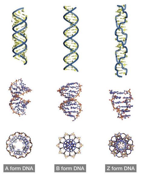 Different types of DNA: A-DNA, B-DNA and Z-DNA. Nitrogenous Base, Dna Facts, Dna Art, Dna Tattoo, Dna Jewelry, Dna Replication, Dna Molecule, Biology Art, Sacred Geometry Art