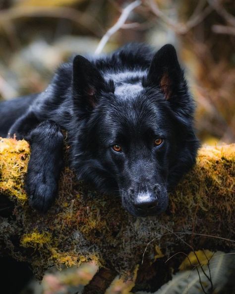 Black Gsd, Black Wolves, Dog Foto, Black German Shepherd Dog, Black Dogs, Scary Dogs, Wild Animals Pictures, Black German Shepherd