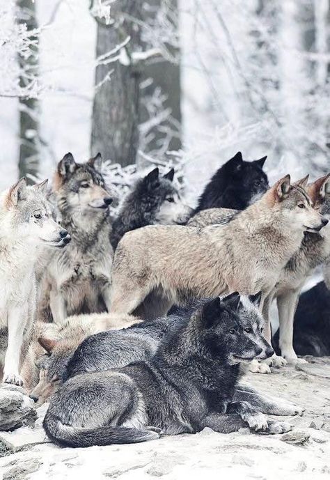 Woodland Walk, Wolf Photos, Wolf Love, Wild Wolf, Wolf Pictures, Wolf Spirit, Beautiful Wolves, Wild Dogs, Wolf Dog