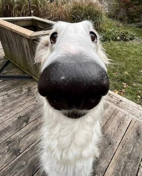 Borzoi Dog Funny, Funny Borzoi, Borzoi Funny, Long Face Dog, Long Nose Dog, Borzoi Puppy, Borzoi Dog, Goofy Dog, Long Dog