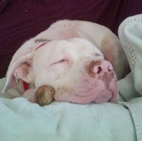 For the love of animals. Pass it on. Pitbull Facts, Pet Projects, Pit Bull Love, About Animals, Animal Projects, Pit Bulls, Animal Stories, Heartwarming Stories, Happy Dogs