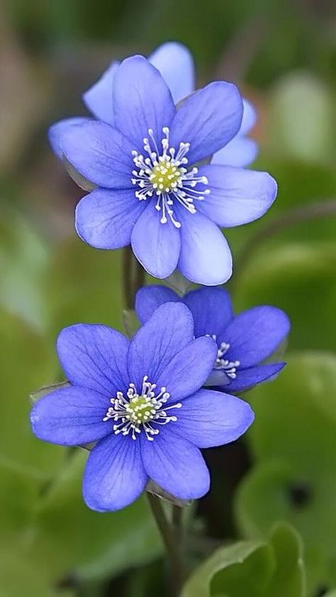 Purple-blue flowers نباتات منزلية, Beautiful Flowers Photography, Unusual Flowers, Beautiful Flowers Garden, Alam Semula Jadi, Window Design, Exotic Flowers, Flowers Nature, Flower Photos