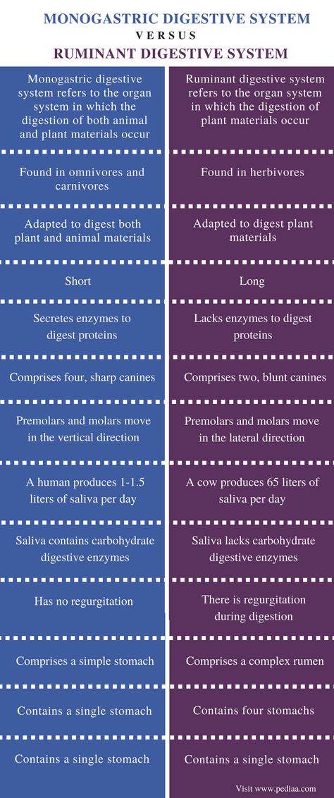 Difference Between Monogastric and Ruminant Digestive System | Definition, Components, Role, Similarities and Differences Ruminant Digestive System, Microscope Parts, Carnivorous Animals, Vet Tech School, Human Digestive System, Human Liver, Dna Replication, Food For Digestion, Types Of Diets