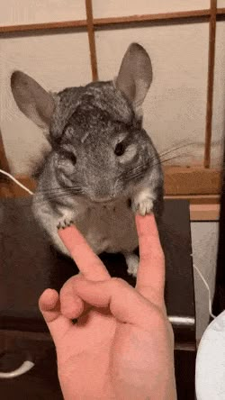 Chinchilla Cute, Chinchilla Pet, Baby Squirrel, Chinchillas, 웃긴 사진, Cute Creatures, Cute Funny Animals, Pet Adoption