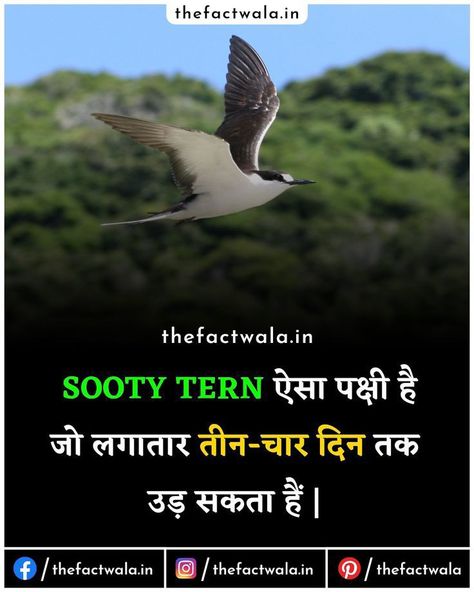 Funny Facts Hindi, Birds Facts In Hindi, Amazing Facts About Animals In Hindi, Unbelievable Facts Hindi New, Fact About Animals In Hindi, Fact In Hindi 2022, Amazing Fact In Hindi, Psychology Fact Hindi, Animal Facts In Hindi