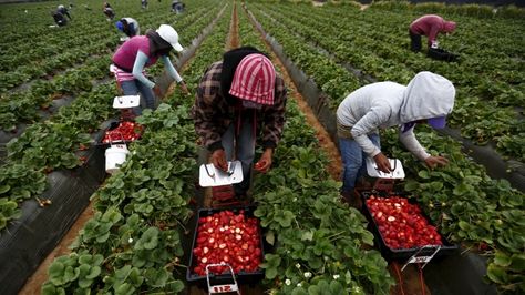 The idea of children working in a hot, dusty field picking berries seems better suited to a Steinbeck novel than the blueberry farms of Metro Vancouver — as it should be.   But an advocate for British Columbia's agricultural workers says a recent Employment Standards Tribunal decision highlights how child labour is still prevalent in the province's farming sector. California Farm, Fruit Picker, Strawberry Farm, Migrant Worker, Waiting For Someone, Still Waiting, Working With Children, Sanders, Agriculture