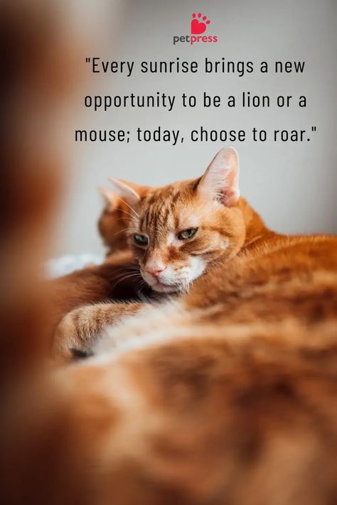 Explore our board of charming cat quotes to make every morning delightful! Whether you're a dedicated cat lover or simply in need of some morning inspiration, these quotes are sure to bring a smile to your face. From wise words about life to cute and funny sayings, there's a quote for every mood. Perfect for sharing with friends, family, or anyone who could use a little pick-me-up. 🌞🐾 #CatInspiration #MorningJoy Cat Sayings Quotes Hilarious, Best Cat Quotes, Cat Lover Quotes, Words About Life, Funny Cat Quotes, Cat Sayings, Meme Cats, Cat Lover Quote, Cute Cat Quotes