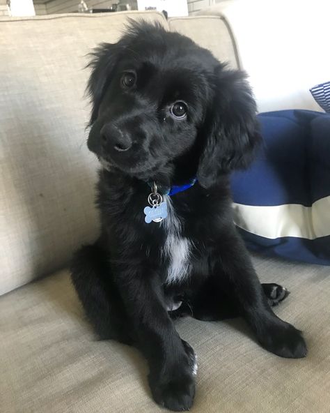 Cute Black Puppies, Black Fluffy Dog, Black Small Dog, Cute Black Puppy, Black Puppies, Border Collie Mix Puppies, Cute Fluffy Dogs, Black Dogs, Black Puppy