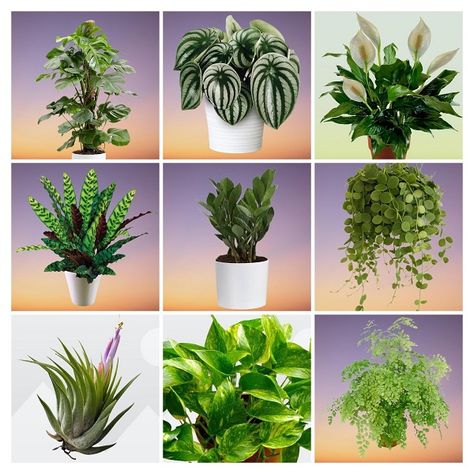 30 Top Most Popular Houseplants to Grow in Your Home with Names and Pictures Houseplant Identification Chart, House Plant Names, Indoor Plants Names, Indore Plants, Common House Plants, String Of Pearls Plant, Air Cleaning Plants, Snake Plants, Corn Plant