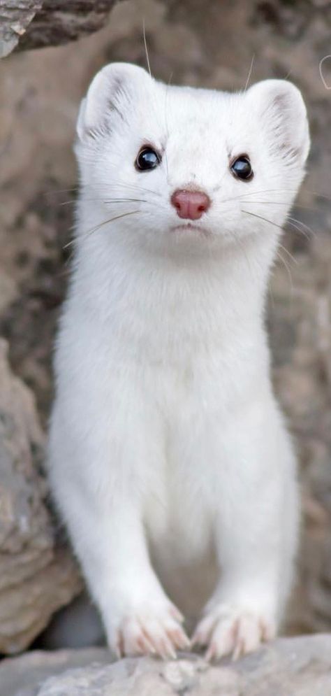 White Ermine, White Animals, Pretty Kitty, Blackpink Wallpaper, Art Animals, Andalusia, Little Animals, Pretty Cats, Photo Images