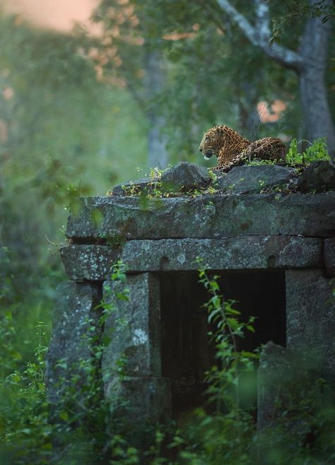 Beauty in all things... Abandoned Temple, Nat Geo Wild, Zoo Inspiration, Jungle Photography, Nice Photography, Zoo Ideas, Nat Geo, A Child Of God, Child Of God