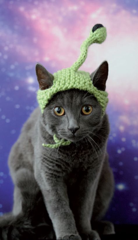 Knitted Alien Cat Hat (Free Knitting Pattern) - Craftfoxes Alien Hat, Cat Hat Pattern, Alien Cat, Pet Halloween Costumes, Knitted Cat, Cat Crafts, Cat Hat, Halloween Animals, Cat Costumes