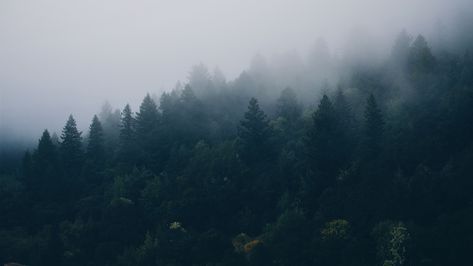 Download wallpaper 3840x2160 forest, trees, fog 4k uhd 16:9 hd background Wallpapers For Laptop Hd 4k, Forest Wallpaper Pc, Background Laptop 4k, 3840x2160 Hd Wallpaper 4k, High Resolution Wallpaper, Wallpaper Forest, Lost In Life, Hd Wallpaper 4k, Foggy Forest