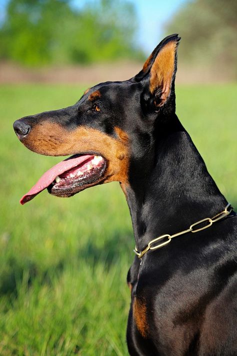 Canine Head Reference, Dog Refrences Photos, Doberman Drawing Reference, Animal Photo Reference, Dog Reference Photo, Animal Reference Photos, Canine Reference, Dog Reference, Random Reference