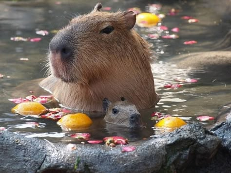 Mama. Water, Flowers