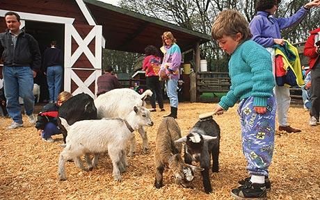 Petting Zoo Party, Pumpkin Patch Farm, Mums In Pumpkins, Wash Station, Hand Washing Station, Zoo Party, Farm Layout, Petting Zoo, Festival Camping