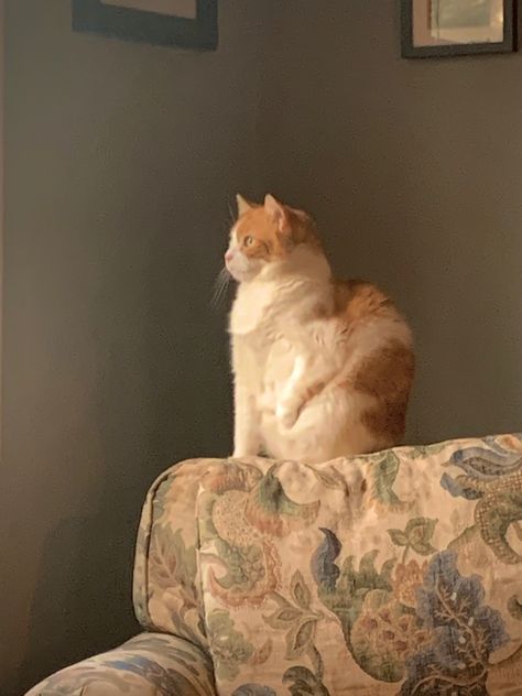 Cat On Couch, Cat References, Orange And White Cat, Cat Seat, Cat Reference, Curious Cat, Cat Sitting, White Cat, Drawing Reference