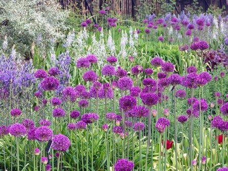 drifts-aliums Drift Planting Garden Design, Planting In Drifts Garden Design, Planting In Drifts, Plant Drifts, Drift Planting, Oxford Botanic Garden, Sloping Garden, Onion Flower, Outdoor Styling