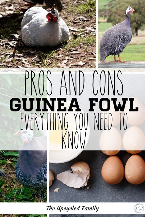 Guinea Hens Raising, Guinea Hens Coop Ideas, Guinea Fowl Coop Ideas, Hobbie Farm, Chicken Facts, Guinea Hens, Urban Ideas, Raising Quail, Raising Farm Animals