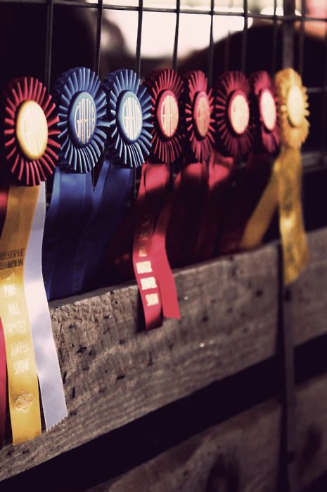 Ribbions! Horse Show Ribbons, Ribbon Display, Equestrian Aesthetic, Show Cattle, Showing Livestock, Do It Better, All About Horses, Horse Crazy, Equestrian Life