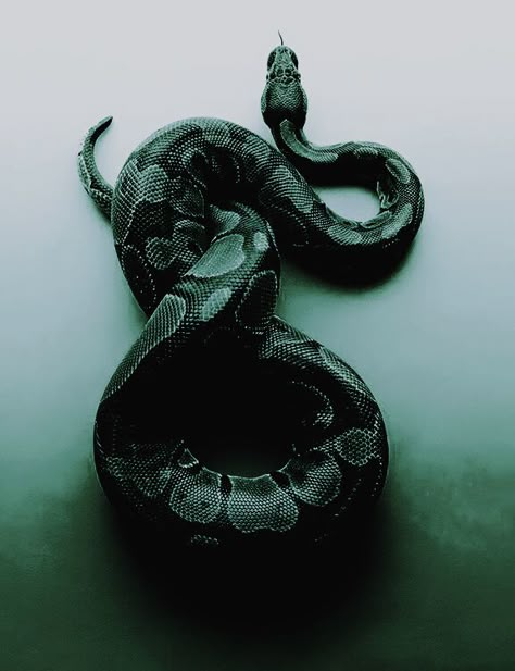 Evil is a serpent, consisting of everyone you ever cruelly humiliated in your pathetic life. Orphic Mysteries, Stile Harry Potter, Regnul Animal, Draco Malfoy Aesthetic, Slytherin Pride, Images Harry Potter, Slytherin House, Dark Green Aesthetic, Hogwarts Aesthetic