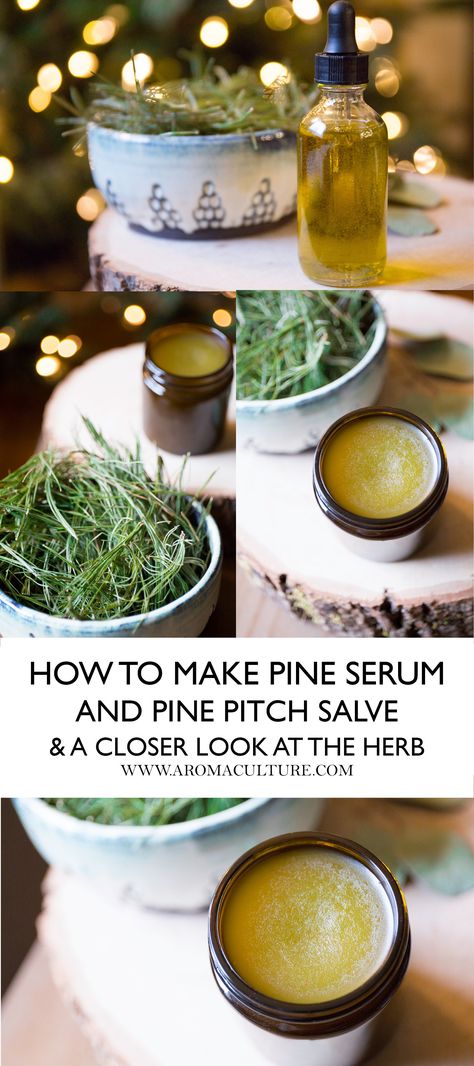 Pine Pitch Salve, Pine Salve, Pine Pitch, Herbal Therapy, Salve Recipes, Healing Garden, Ginger Benefits, Shiatsu Massage, Cold Home Remedies