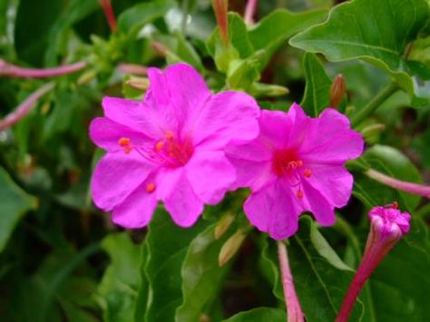 Photo of Mirabilis jalapa   (Marvel of Peru, Four O'Clock Flower) Mirabilis Jalapa, Cool Beans, Planting Calendar, Clock Flower, Flowering Bushes, Organic Mulch, Four O Clock, Pink Plant, Home Gardening