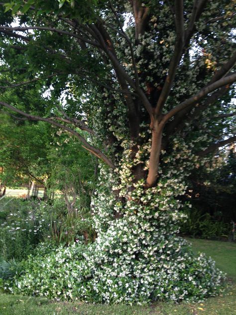 Jasmine creaping up a tree! Tree In Backyard, Jasmine Tree, Tree Aesthetic, A Tree, Plants, Flowers, Beauty, Nature