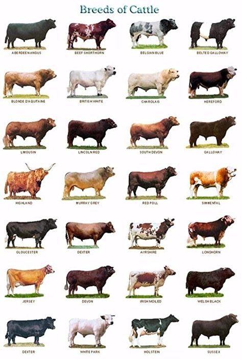 Livestock Judging, Breeds Of Cows, 귀여운 음식 그림, Sheep Breeds, Dairy Cattle, Show Cattle, Cattle Breeds, Beef Cattle, Cattle Ranching