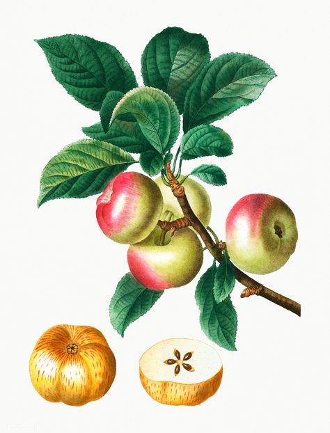 Vintage apples on a branch illustration | premium image by rawpixel.com Apricot Tree, Illustration Botanique Vintage, Tasteful Tattoos, Plant Prints, Botanical Illustration Vintage, Botanical Artwork, Vintage Apple, Fruit Illustration, Beautiful Fruits