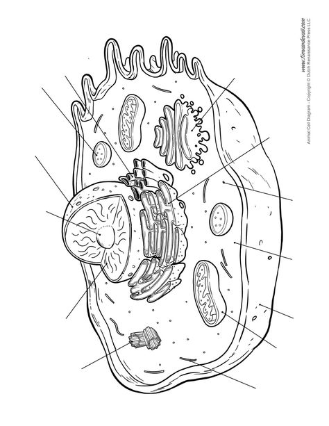 Plant Cell Drawing, Animal Cell Drawing, Animal Cell Structure, Plant Cell Diagram, Animal Cell Project, Cell Diagram, Handwriting Worksheet, Prokaryotic Cell, Cells Worksheet