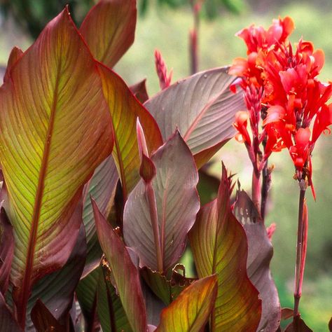 How to Plant and Grow Canna Canna Lilly, Red Orange Flowers, Canna Lilies, Summer Bulbs, Planting Tulips, Perennial Bulbs, Canna Lily, Gardening Trends, Spring Flowering Bulbs