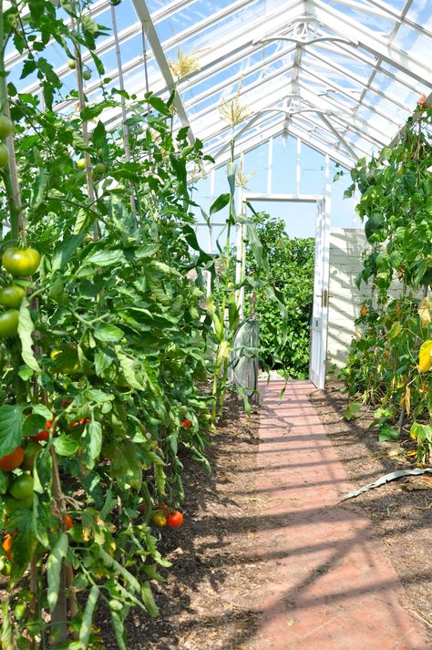 Tomato plant growing inside greenhouse Green House Plans, Inside Greenhouse, Greenhouse Layout, Planting Layout, Greenhouse Tomatoes, Simple Greenhouse, Greenhouse Construction, Modern Greenhouses, Best Greenhouse