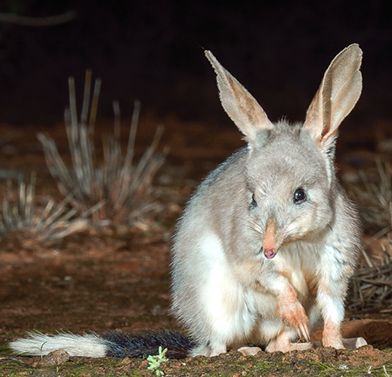 Australian Animal Photography, Australian Wildlife Photography, Native Australian Animals, Rock Wallaby, Cute Australian Animals, Australian Mammals, Aussie Animals, Gouldian Finch, Australian Fauna