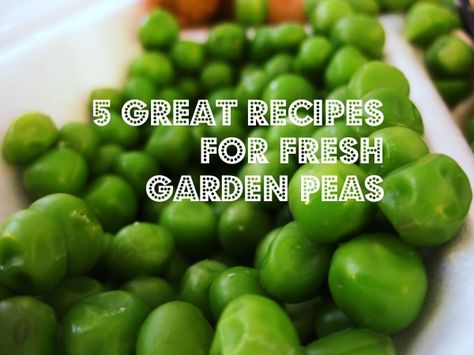 Try these delicious recipes for fresh or frozen sweet peas. Yum! Main dish or side dish recipes. Fresh Pea Recipes, Garden Peas, Pea Salad Recipes, Herb Recipes, Pea Salad, Pea Recipes, Sweet Peas, Green Peas, Frozen Peas